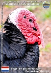 01280 (01) Vogel en pluimvee park De Lorkeershoeve Photo: Roman Hynek©2022 krůta gerská Gers turkey Meleagris gallopavo f. domestica "Dindon du Gers"