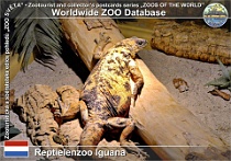 01281 (01) Reptielenzoo Iguana Photo: Roman Hynek©2022 leguán "sanestebanský" San Esteban chuckwalla Sauromalus varius