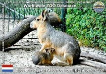 01282 (01) Speelparadijs en Kinderboerderij de Koperen Ezel Photo: Roman Hynek©2022 mara stepní Patagonian mara Dolichotis patagonum