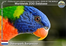 01283 (01) Dierenpark Sanjeszoo Photo: Roman Hynek©2022 lori horský Swainson's lorikeet Trichoglossus moluccanus