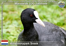 01284 (01) Wilhelminapark Sneek Photo: Roman Hynek©2022 lyska černá palearktická Eurasian coot Fulica atra atra