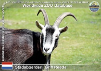 01285 (01) Stadsboerderij Griftsteede Photo: Roman Hynek©2022 veluwská koza Veluwe goat Capra aegagrus f. hircus "Veluwe"