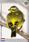 01286 (01) Dierenpark & Kinderboerderij 't Hertenspoor Echt Photo: Roman Hynek©2022 zvonohlík žlutočelý Yellow-fronted canary Crithagra mozambica