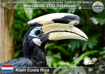 01287 (01) † Klein Costa Rica Photo: Roman Hynek©2022 zoborožec bělolící korunkatý Southern oriental pied-hornbill Anthracoceros albirostris convexus