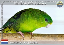 01288 (01) Kinderboerderij Roden Photo: Roman Hynek©2022 aymara pruhovaný Barred parakeet Bolborhynchus lineola