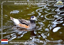 01290 (01) Hertenkamp Bergen Photo: Roman Hynek©2022 hvízdák chilský Chiloe wigeon Mareca sibilatrix