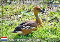 01291 (01) Kinderboerderij Doniastate Photo: Roman Hynek©2022 husička bažinná Fulvous whistling duck Dendrocygna bicolor