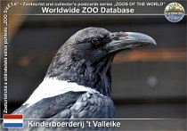 01292 (01) Kinderboerderij 't Valleike Photo: Roman Hynek©2022 vrána černobílá Pied crow Corvus albus