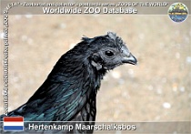 01293 (01) Hertenkamp Maarschalkbos Photo: Roman Hynek©2022 cemanská slepice Ayam Cemani Gallus gallus f. domestica "Ayam Cemani"