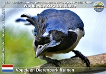 01294 (01) Vogel- en Dierenpark Ruinen Photo: Roman Hynek©2022 sojka dlouhoocasá Black-throated magpie-jay Calocitta colliei