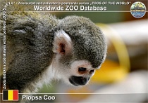 01295 (01) Plopsa Coo Photo: Roman Hynek©2022 kotul veverovitý Common squirrel monkey Saimiri sciureus