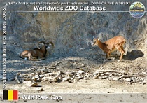 01296 (01) Wild Park Coo Photo: Roman Hynek©2022 muflon European mouflon Ovis orientalis musimon