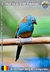 01297 (01) Kinderboerderij de Lenspolder Photo: Roman Hynek©2022 motýlek modrohlavý Blue-capped cordon-bleu Uraeginthus cyanocephalus