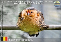 01298 (01) Levend erfgoedpark Photo: Roman Hynek©2022 antverpský vousáč Barbue d'Anvers Gallus gallus f. domestica "Barbu d'Anvers"