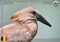 01300 (01) Pakawi Park Photo: Roman Hynek©2022 kladivouš africký Hamerkop Scopus umbretta