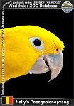 01301 (01) Nally's Papegaaienopvang Photo: Roman Hynek©2022 aratinga žlutý Golden parakeet Guaruba guarouba