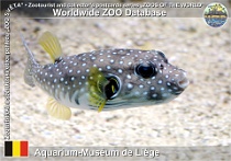 01302 (01) Aquarium-Muséum de Liège Photo: Roman Hynek©2022 čtverzubec běloskvrnný Broadbarred toadfish Arothron hispidus
