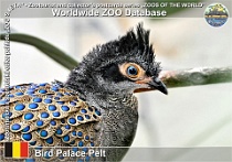 01303 (01) Bird Palace Pelt Photo: Roman Hynek©2022 bažant malajský Malayan peacock-pheasant Polyplectron malacense