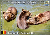 01305 (01) Domaine des Grottes de Han Photo: Roman Hynek©2022 medvěd hnědý brtník European brown bear Ursus arctos arctos