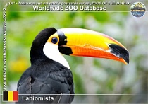 01306 (01) Labiomista Photo: Roman Hynek©2022 tukan obrovský Toco toucan Ramphastos toco