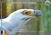 01307 (01) L'Arche Photo: Roman Hynek©2022 orlosup palmový Palm-nut vulture Gypohierax angolensis