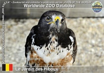 01308 (01) Le jardin des Hiboux Photo: Roman Hynek©2022 káně šakalí Jackal buzzard Buteo rufofuscus