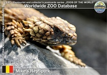 01309 (01) Mike's Reptipark Photo: Roman Hynek©2022 kruhochvost štítnatý Armadillo girdled lizard Ouroborus cataphractus