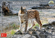 01311 (01) İzmir Wildlife Park (İzmir Doğal Yaşam Parkı) Photo: Alex Kantorovich©2022 rys ostrovid kavkazský Caucasian lynx Lynx lynx dinniki