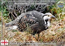 01313 (01) Tbilisi Zoo Photo: Alex Kantorovich©2019 velekur kavkazský Caucasian snowcock Tetraogallus caucasicus