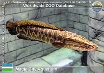 01315 (01) Magic City Aquarium Photo: Alex Kantorovich©2021 hadohlavec skvrnitý Argus snakehead Channa argus