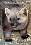 01316 (01) Oskemen ZOO Photo: Alex Kantorovich©2022 sobol asijský Sable Martes zibellina