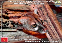 01317 (01) Mini-Zoopark "Zhivaya ekzotika" Photo: Alex Kantorovich©2019 ženetka velkoskvrnná West African large-spotted genet Genetta pardina