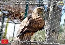 01318 (01) Zoomir "Bugu-Ene" Hawaii RC Photo: Alex Kantorovich©2019 káně bělochvostá Long-legged buzzard Buteo rufinus