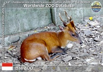01319 (01) Bali ZOO Photo: Mojmír Sedláček©2019 muntžak sundský Southern red muntjac Muntiacus muntjak