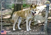 01320 (01) Kentucky Down Under Adventure Zoo Photo: Alex Kantorovich©2019 dingo Dingo Canis lupus dingo