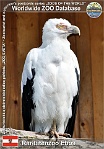 00426 (01) Raritätenzoo Ebbs Photo: Alex Kantorovich©2012 orlosup palmový Palm-nut vulture Gypohierax angolensis
