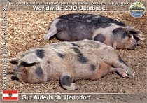 00783 (01) Gut Aiderbichl Henndorf Photo: Roman Hynek©2019 prase domácí kune kune Kune kune pig Sus scrofa f. domestica "Kune kune"