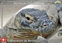 00372 (01) Tropiquarium de Servion Photo: Lukáš Nekolný©2015 varan komodský Komodo dragon Varanus komodoensis