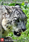 00373 (01) ZOO de Servion Photo: Lukáš Nekolný©2015 irbis horský Snow leopard Panthera uncia