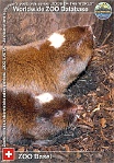 00534 (01) ZOO Basel Photo: Alex Kantorovich©2010 rypoš "Ansellův" Ansell's mole rat Fukomys anselli