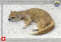 00597 (01) Abenteuerland Walter ZOO Gossau Photo: Mojmír Sedláček©2017 mangusta liščí Yellow mongoose Cynictis penicillata