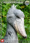 00598 (01) ZOO Zürich Photo: Alex Kantorovich©2010 člunozobec africký Shoebill Balaeniceps rex