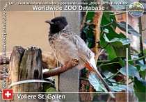 00775 (01) Voliere St. Gallen Photo: Roman Hynek©2019 bulbul šupinkový Red-vented bulbul Pycnonotus cafer