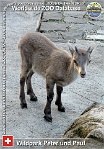 00776 (01) Wildpark Peter und Paul Photo: Roman Hynek©2019 kozorožec horský Alpine ibex Capra ibex