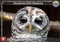 00777 (01) Greifvogelpark Buchs Photo: Roman Hynek©2019 puštík paraguayský Chaco owl Strix chacoensis