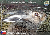 00203 (01) ZOO Park Radonice Photo: Roman Hynek©2011 zajíc polní Brown hare Lepus europaeus
