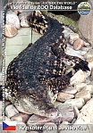 00272 (01) Krokoterárium Jevišovice Photo: Roman Hynek©2012 krokodýl nilský Nile crocodile Crocodylus niloticus
