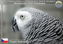 00463 (01) Tropic Hukvaldy Photo: Roman Hynek©2011 žako šedý African grey parrot Psittacus erithacus