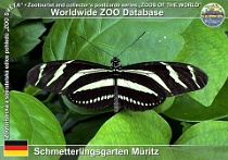 00077 (01) † Schmetterlingsgarten Müritz Photo: Roman Hynek©2008 babočka Zebra longwing Heliconius charithonia
