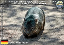 00174 (01) ZOO Hannover Photo: Martin Vobruba©2010 vombat obecný australský Australian common wombat Vombatus ursinus hirsutus
